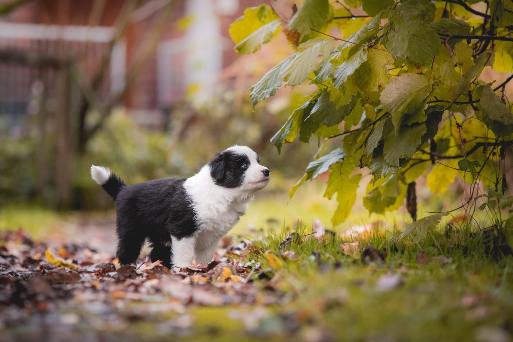 Fünf Wochen alte Border Collie Welpen