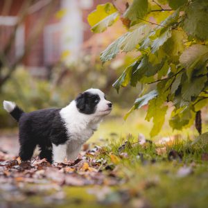 Fünf Wochen alte Border Collie Welpen