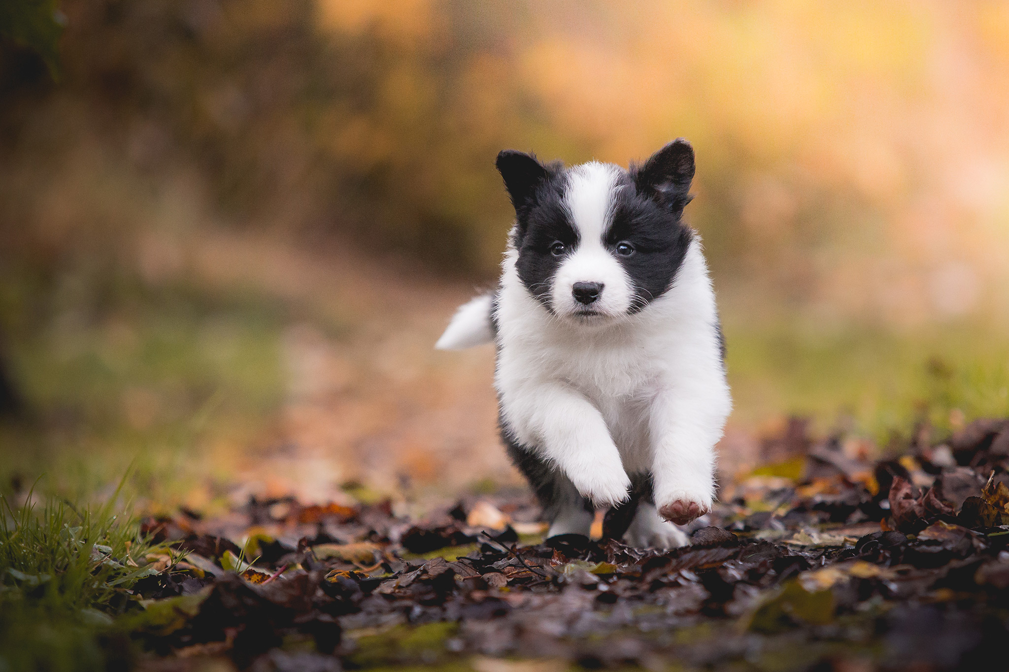 Fünf Wochen alte Border Collie Welpen