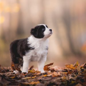 6 Wochen alte Border Collie Welpen im Nebel