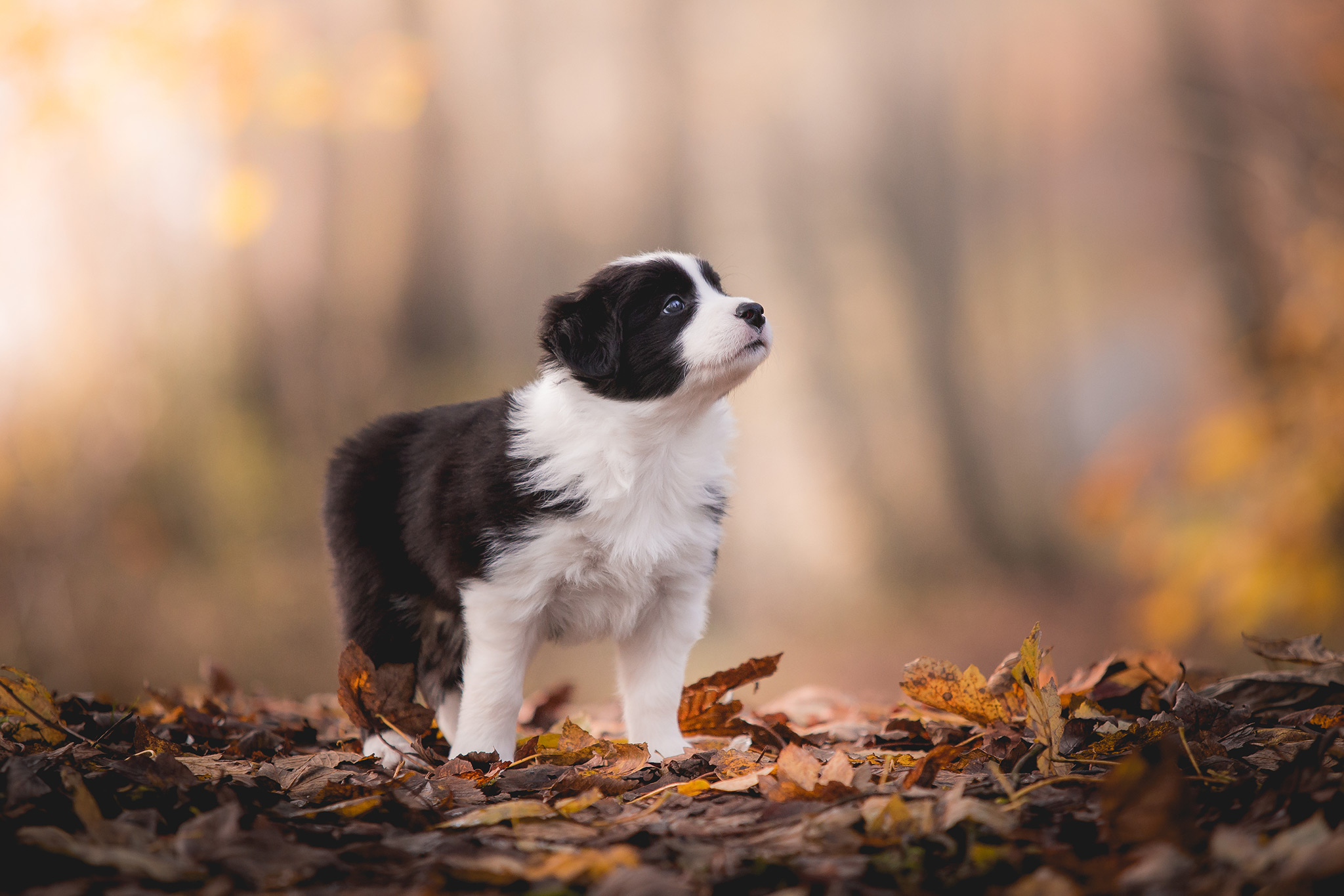 6 Wochen alte Border Collie Welpen im Nebel