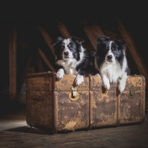 Zwei Border Collies auf einer Kiste auf dem Dachboden