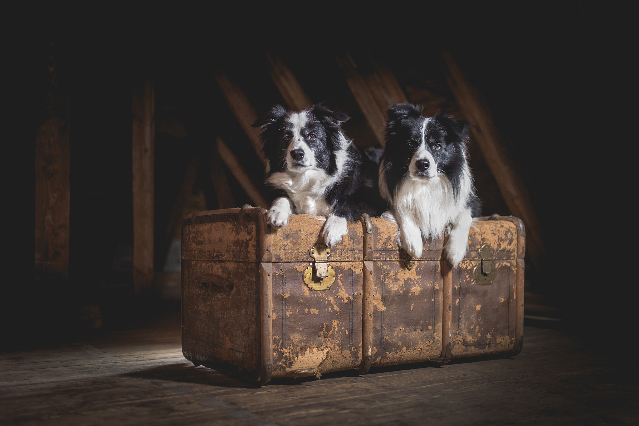 Zwei Border Collies auf einer Kiste auf dem Dachboden