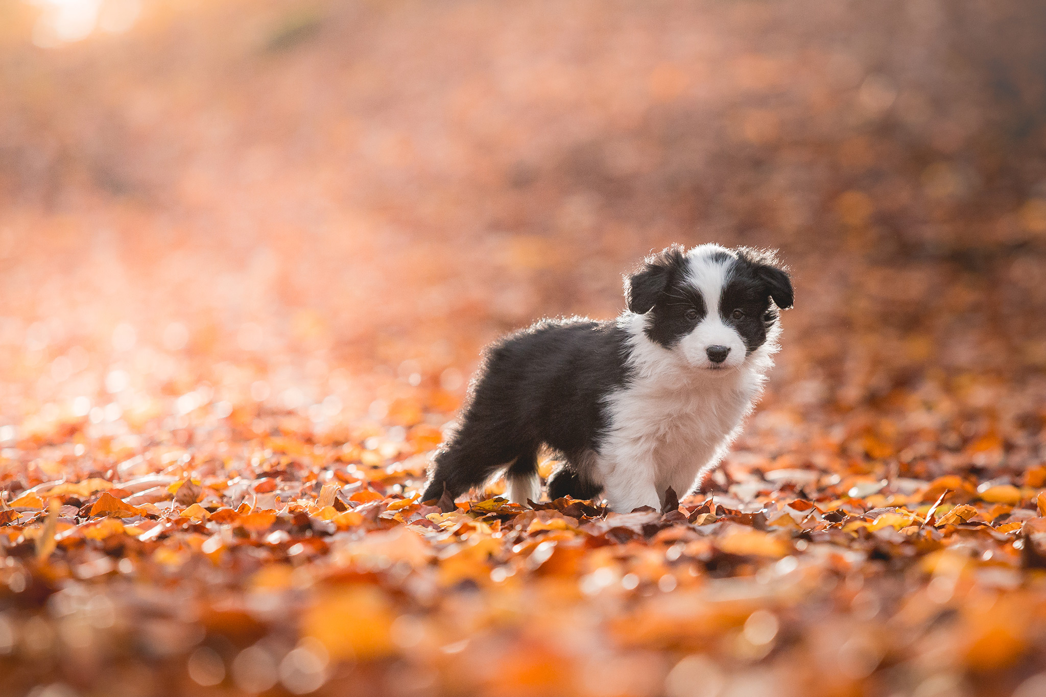 Border Collie Welpen in der siebten Lebenswoche