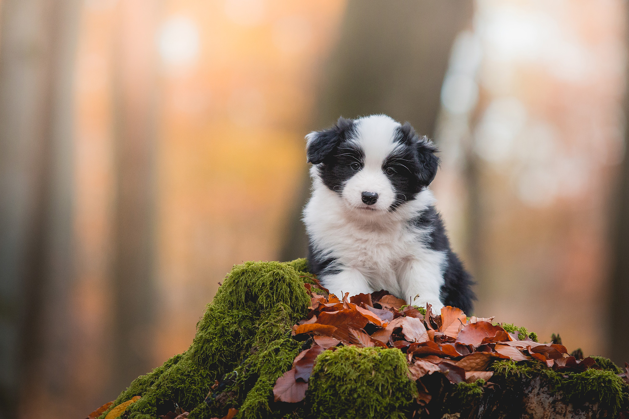 Border Collie Welpen in der siebten Lebenswoche