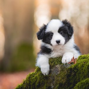 Border Collie Welpen in der siebten Lebenswoche