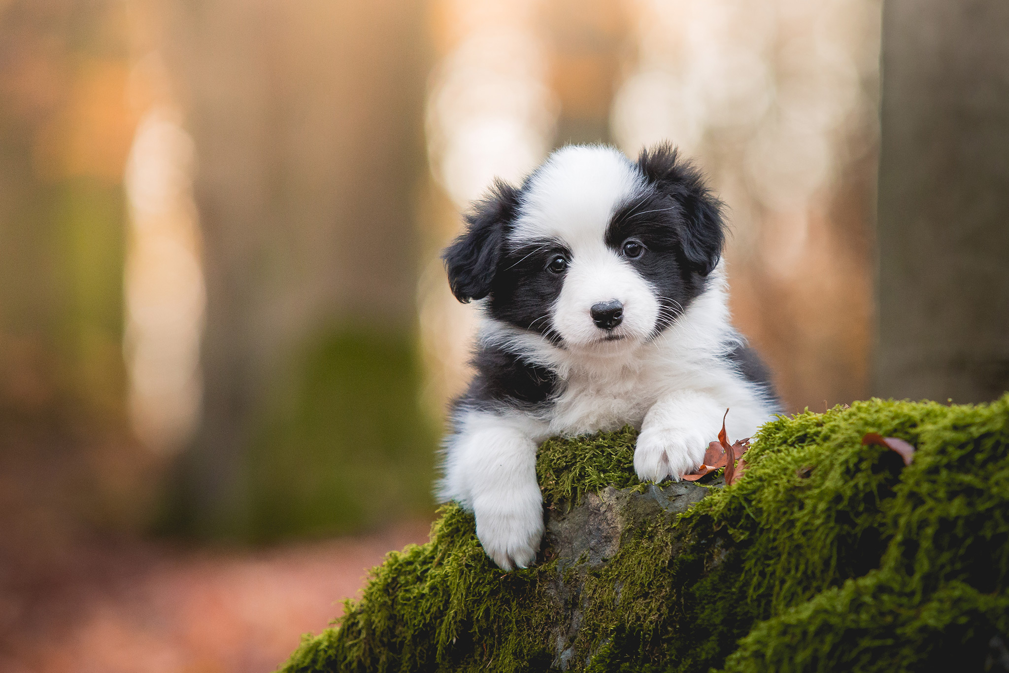 Border Collie Welpen in der siebten Lebenswoche