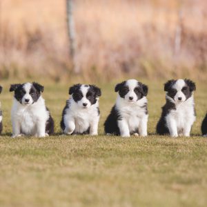 Sechs sieben Wochen alte Border Collie Welpen