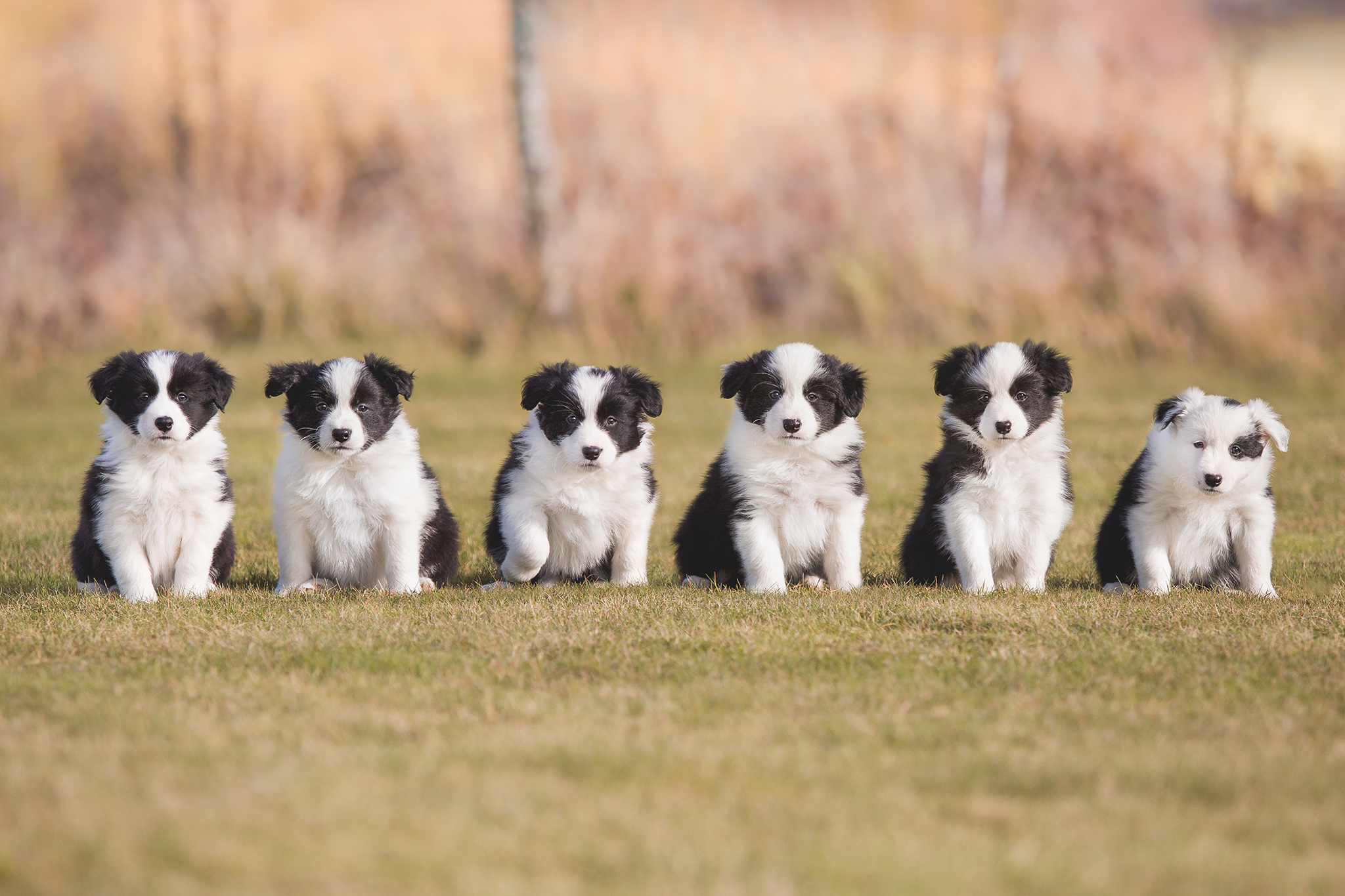 Sechs sieben Wochen alte Border Collie Welpen