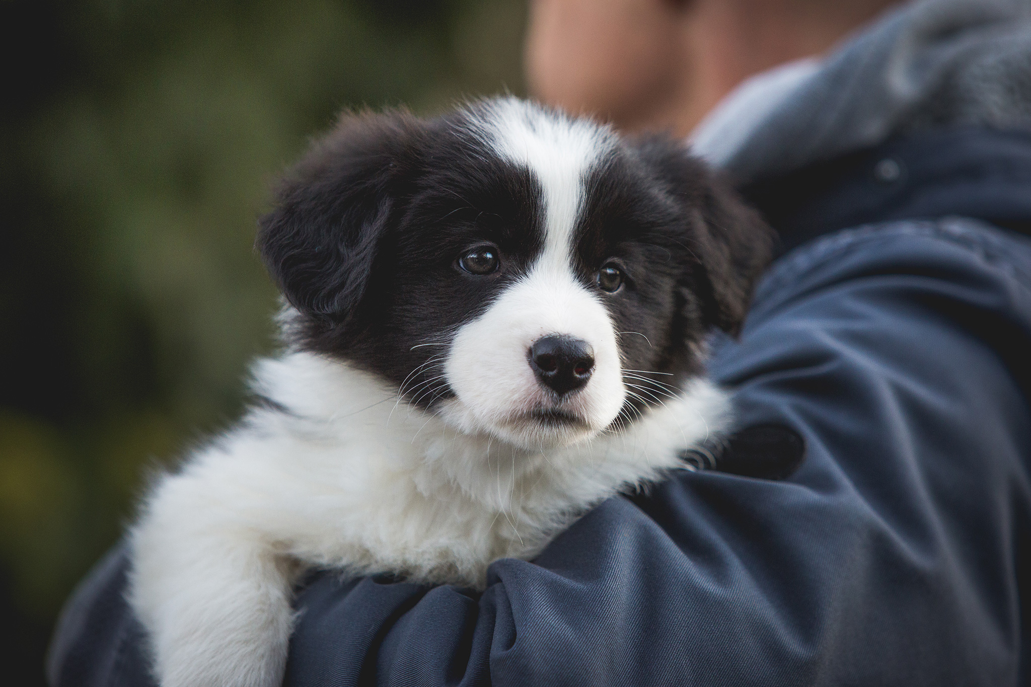 Border Collie Welpe mit siebeneinhalb Wochen