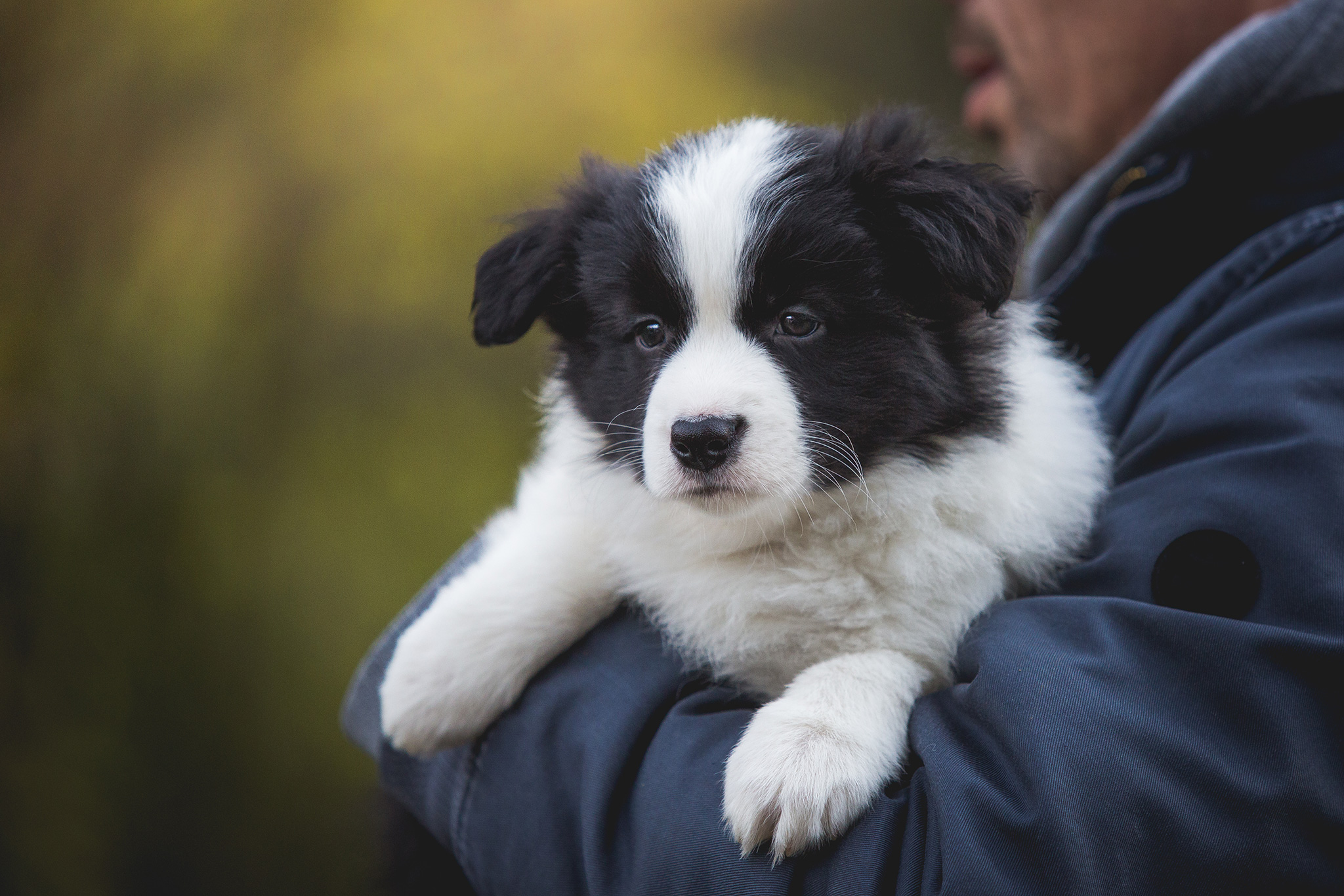 Border Collie Welpe mit siebeneinhalb Wochen