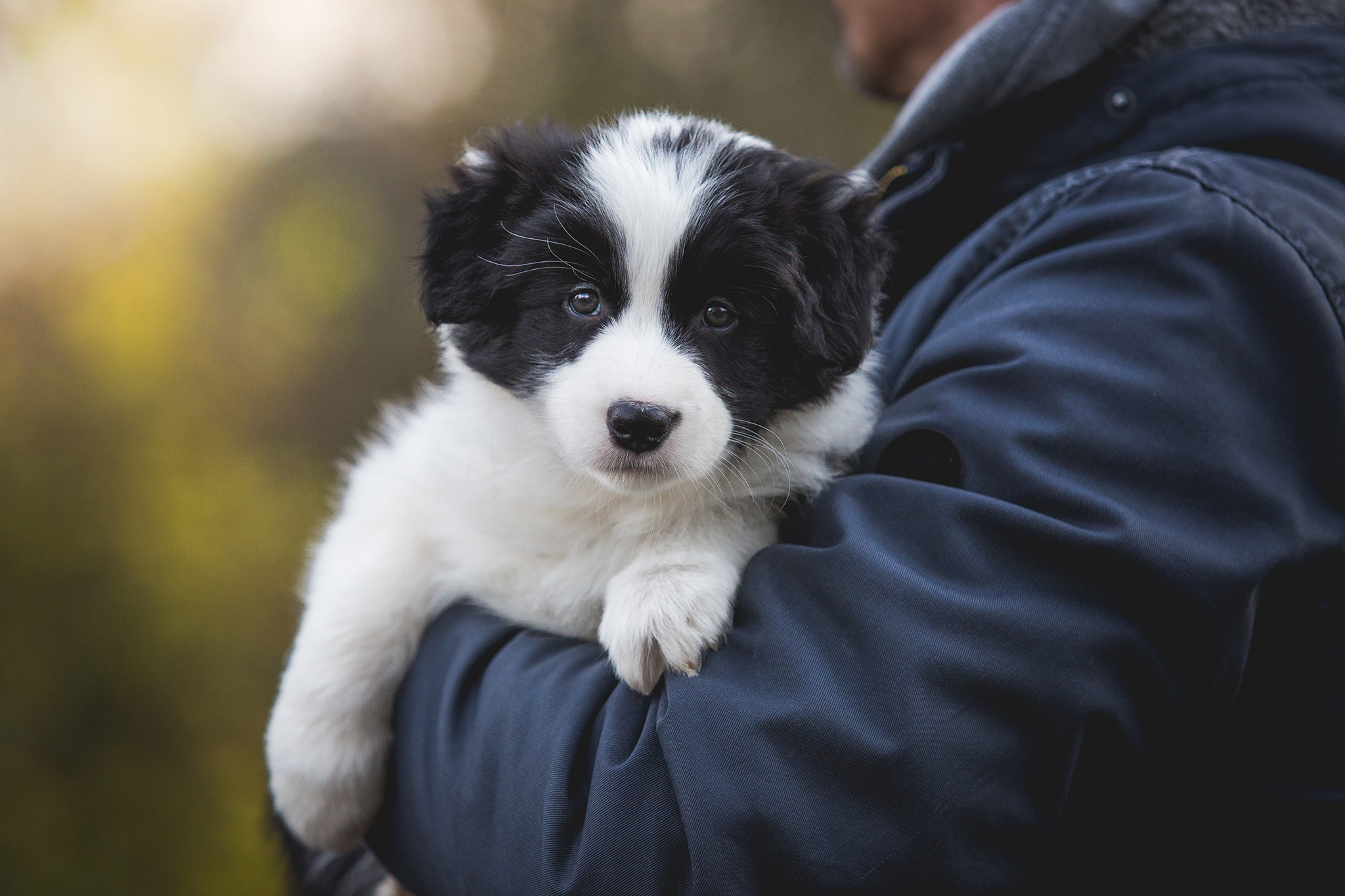 Border Collie Welpe mit siebeneinhalb Wochen