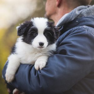 Border Collie Welpe mit siebeneinhalb Wochen