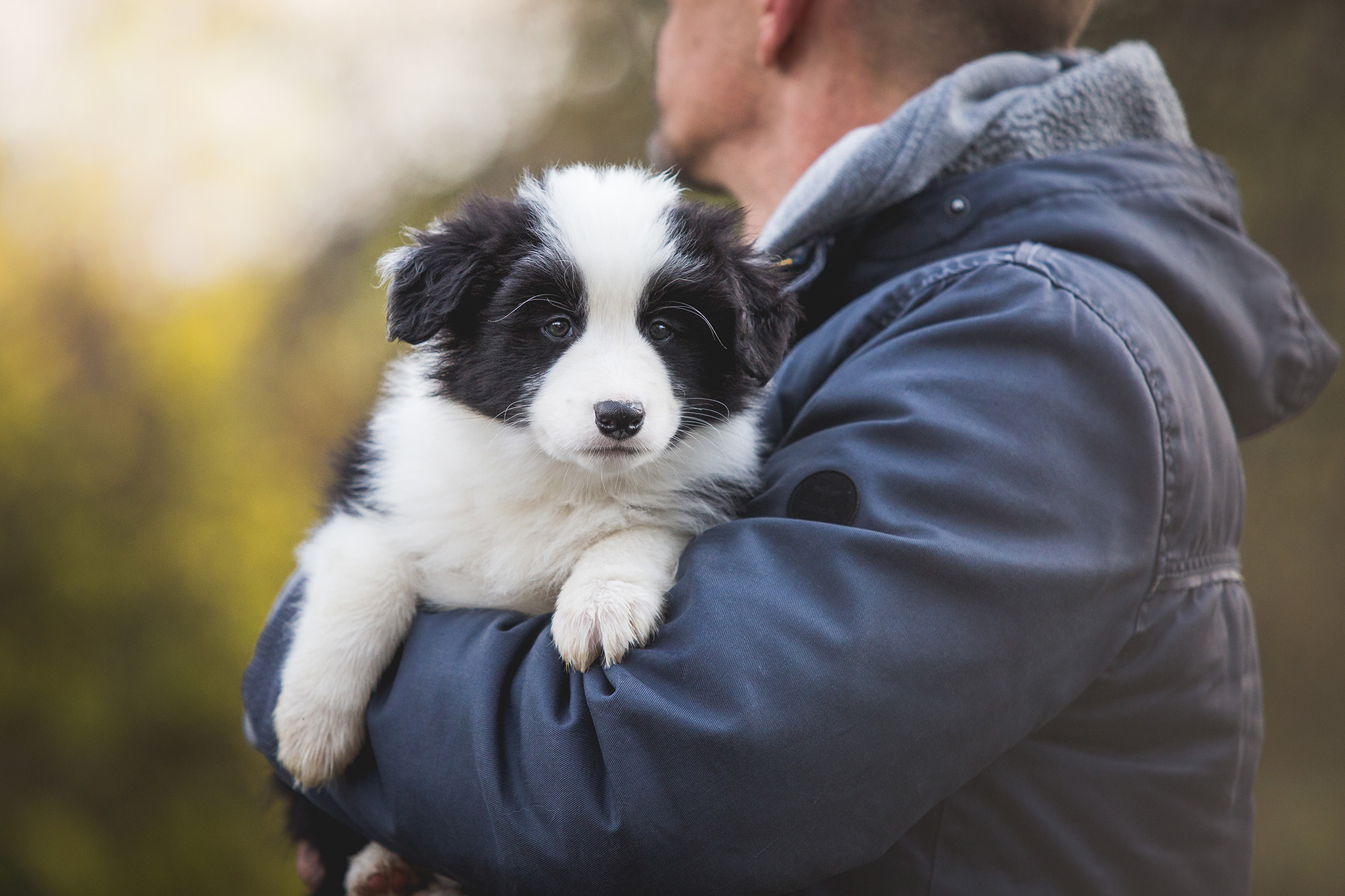 Border Collie Welpe mit siebeneinhalb Wochen