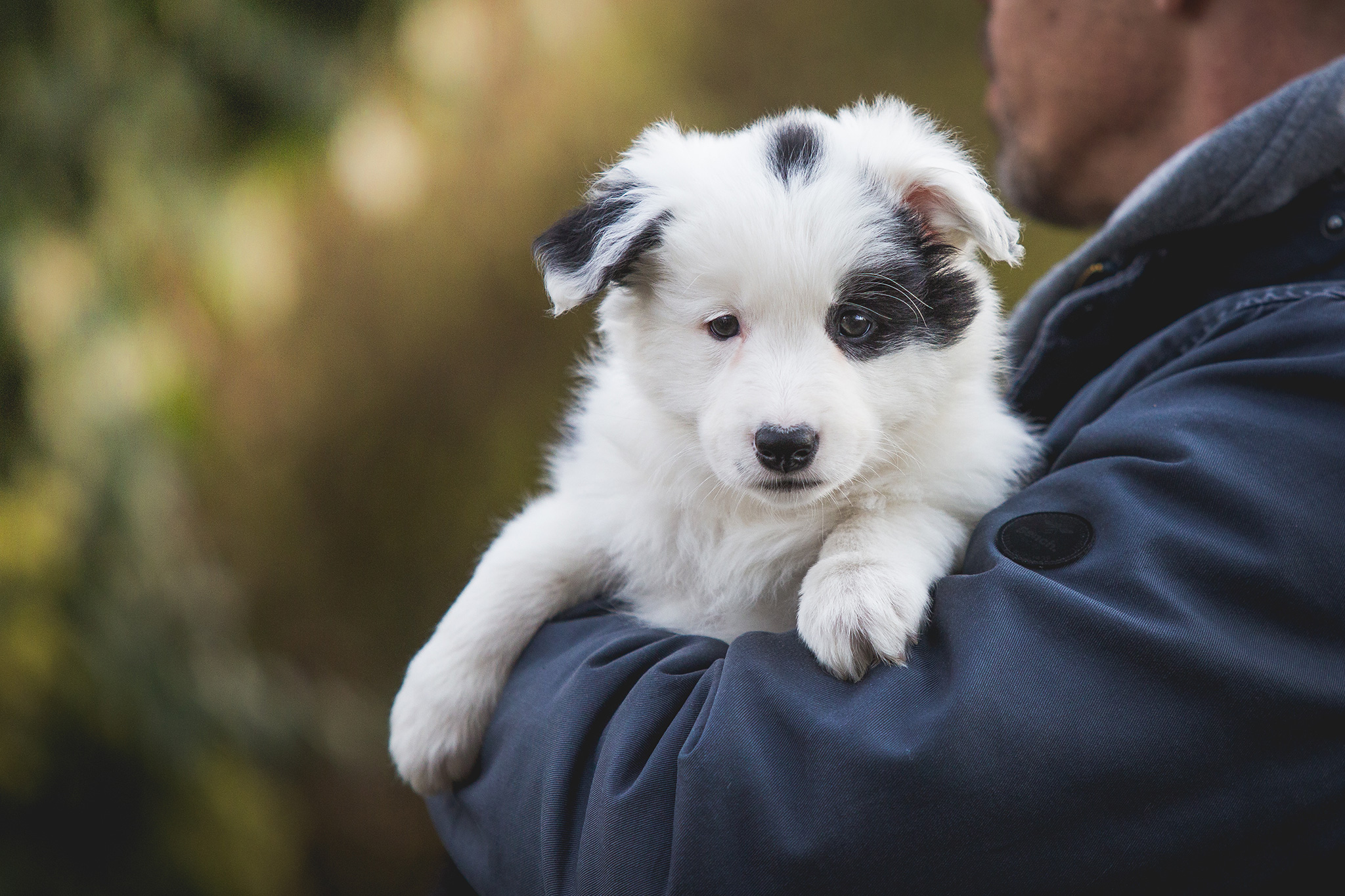 Border Collie Welpe mit siebeneinhalb Wochen