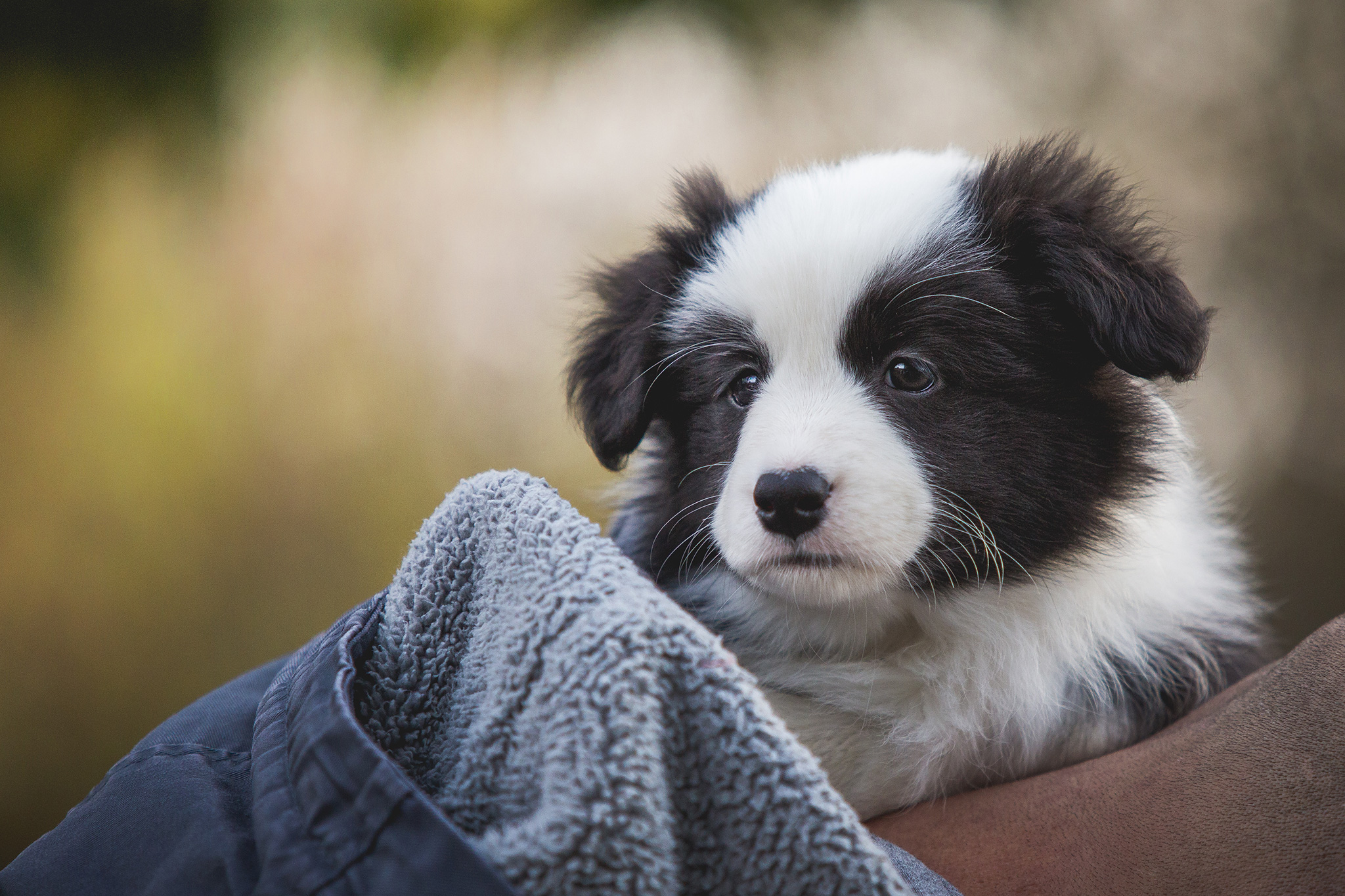 Border Collie Welpe mit siebeneinhalb Wochen