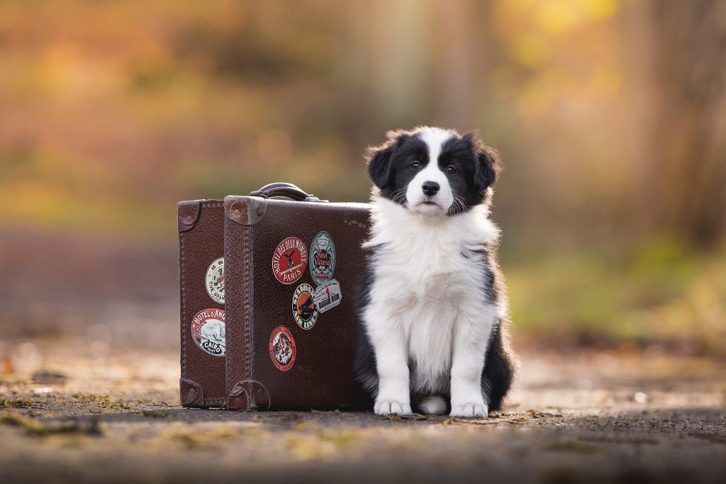 Acht Wochen alter Border Collie Welpe