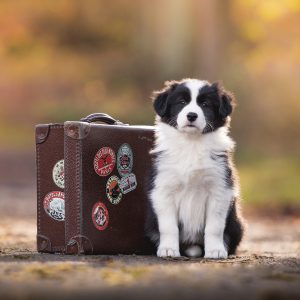 Acht Wochen alter Border Collie Welpe