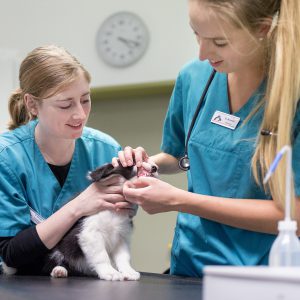 Border Collie Welpen beim Impfen und Chippen in der tierärztlichen Gemeinschaftspraxis von Jan Ferger und Nadja Brantin in Bad Marienberg