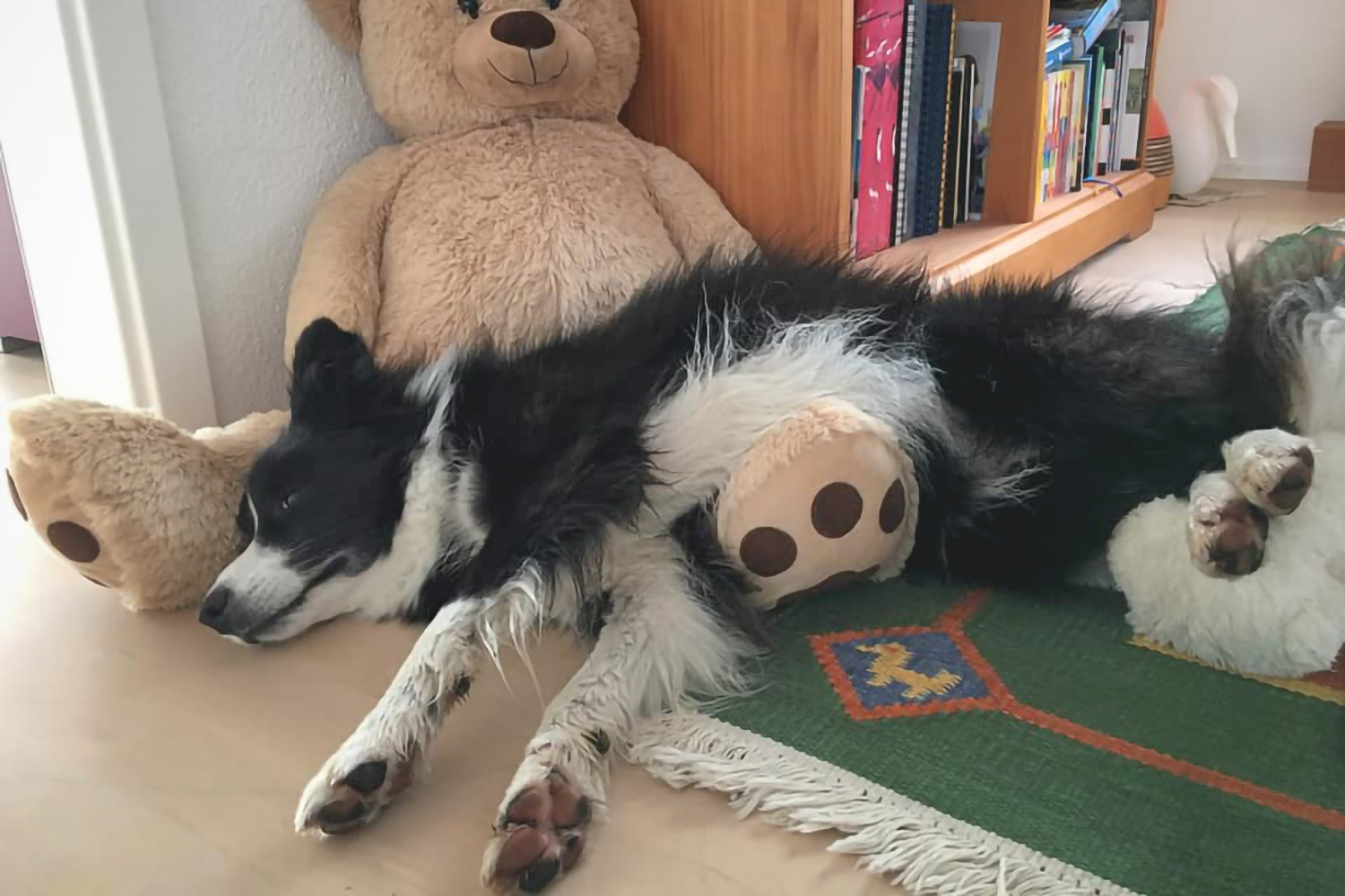 Broadmeadows Border Collies