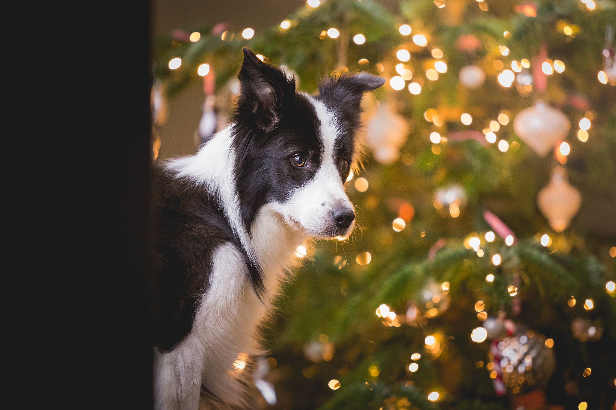 Border Collie Hündin vor dem Weihnachtsbaum