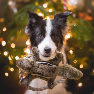 Border Collie Hündin Ida mit einem Hunter Eichhörnchen Spielzeug