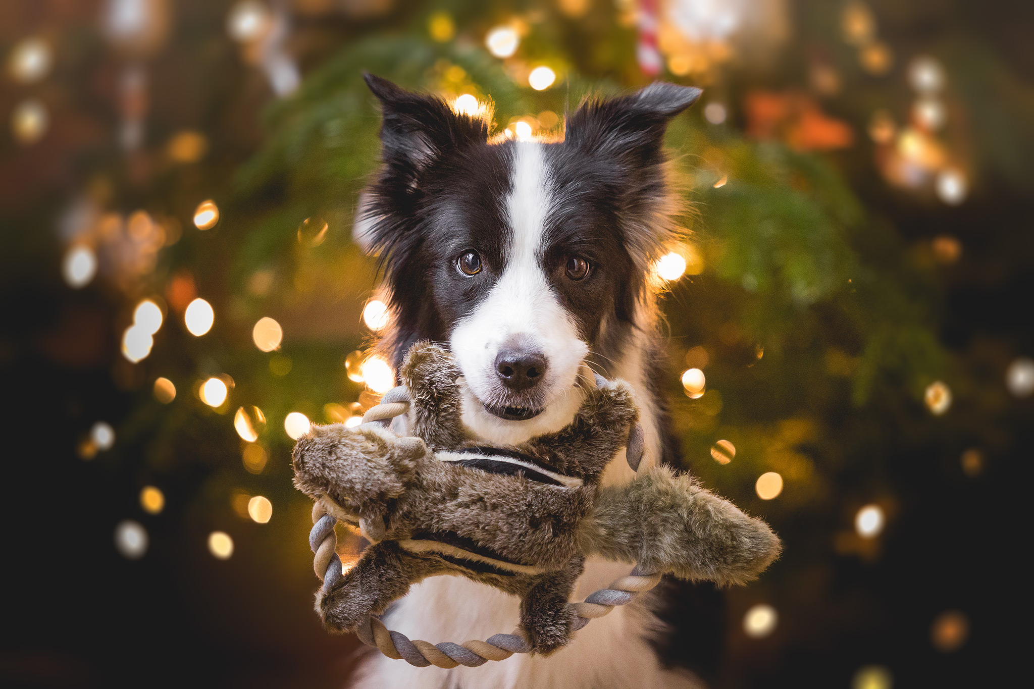 Border Collie Hündin Ida mit einem Hunter Eichhörnchen Spielzeug