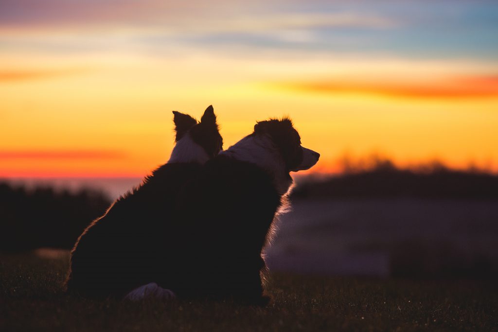 Zwei Border Collies im Sonnenaufgang