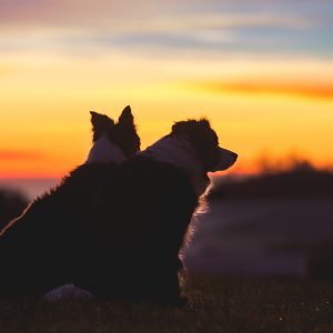 Zwei Border Collies im Sonnenaufgang