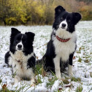 Broadmeadows Border Collies