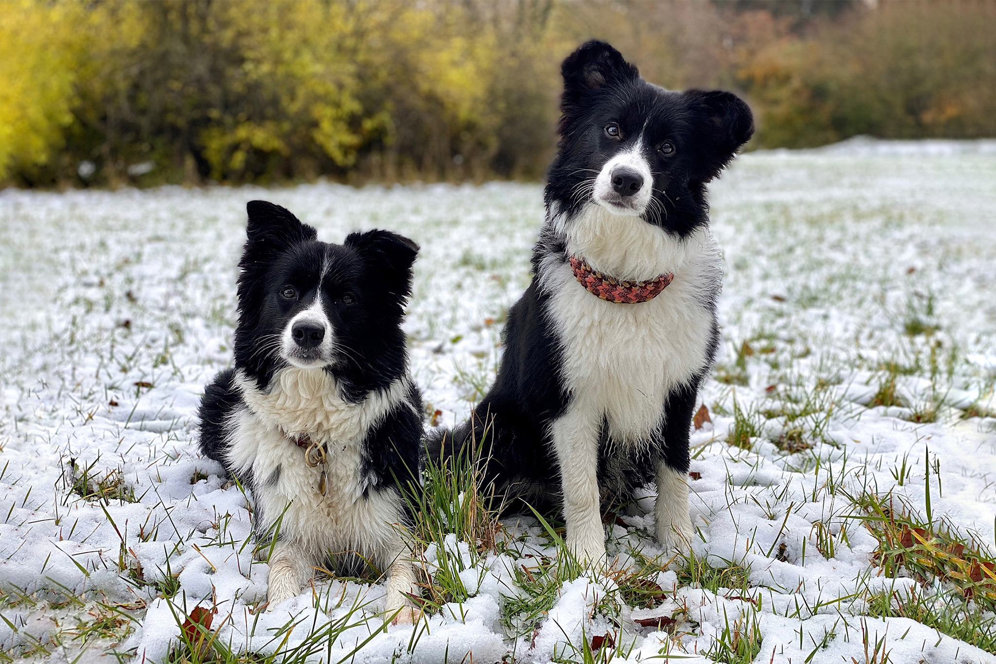 Broadmeadows Border Collies