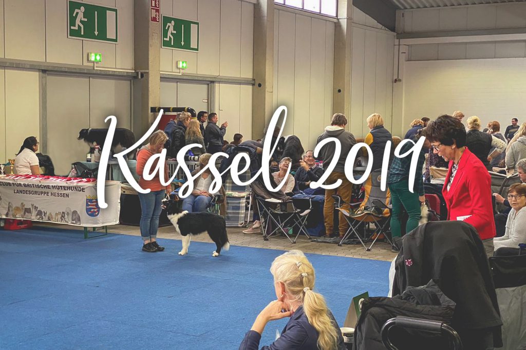 Hundeausstellung in Kassel im Dezember 2019, Border Collie im Ausstellungsring