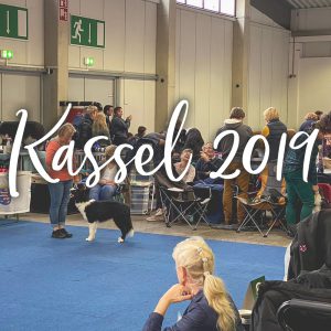 Hundeausstellung in Kassel im Dezember 2019, Border Collie im Ausstellungsring