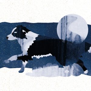 Border Collie, Weihnachtsmärchen, Illustration: Johannes Willwacher