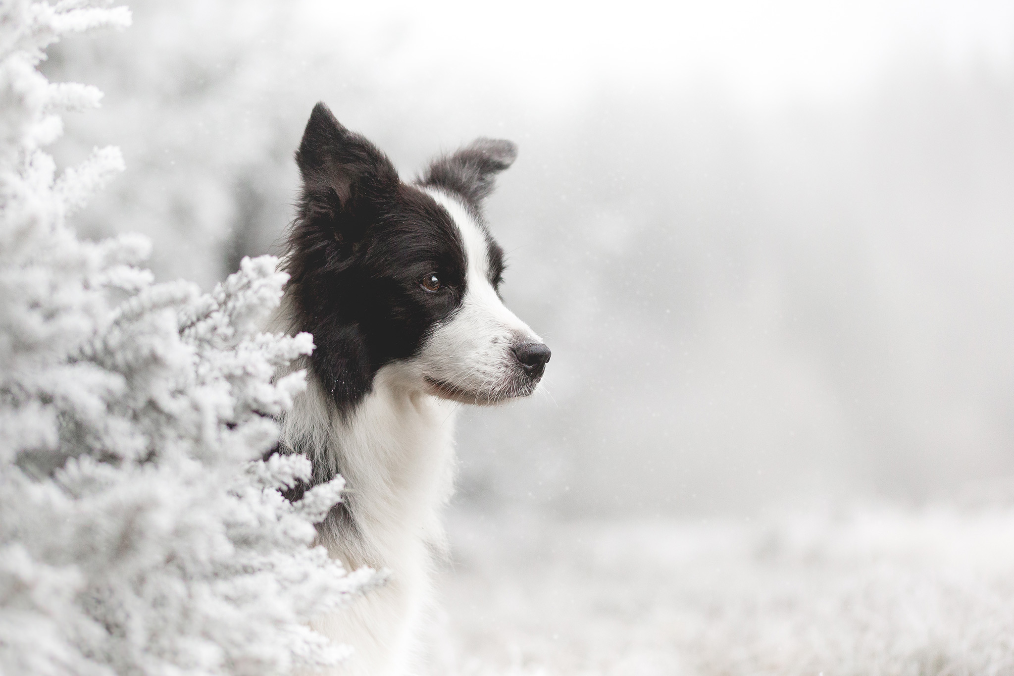 Border Collie Hündin im Schnee