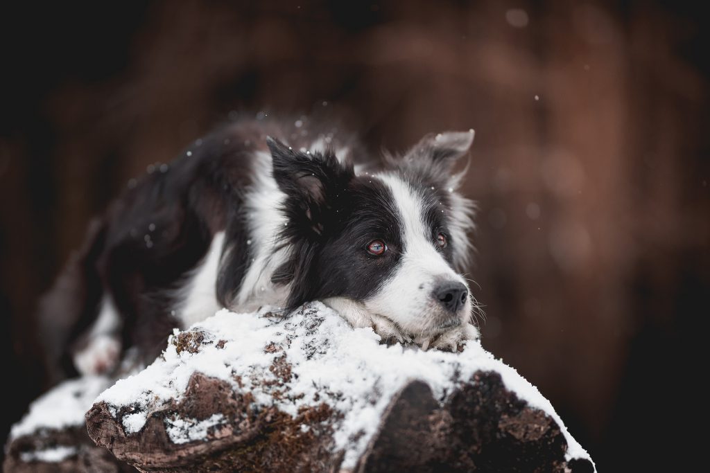 Border Collie Hündin im Schnee