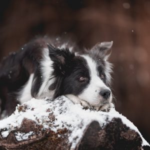 Border Collie Hündin im Schnee