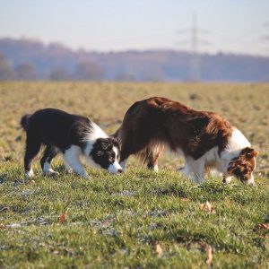 Border Collies