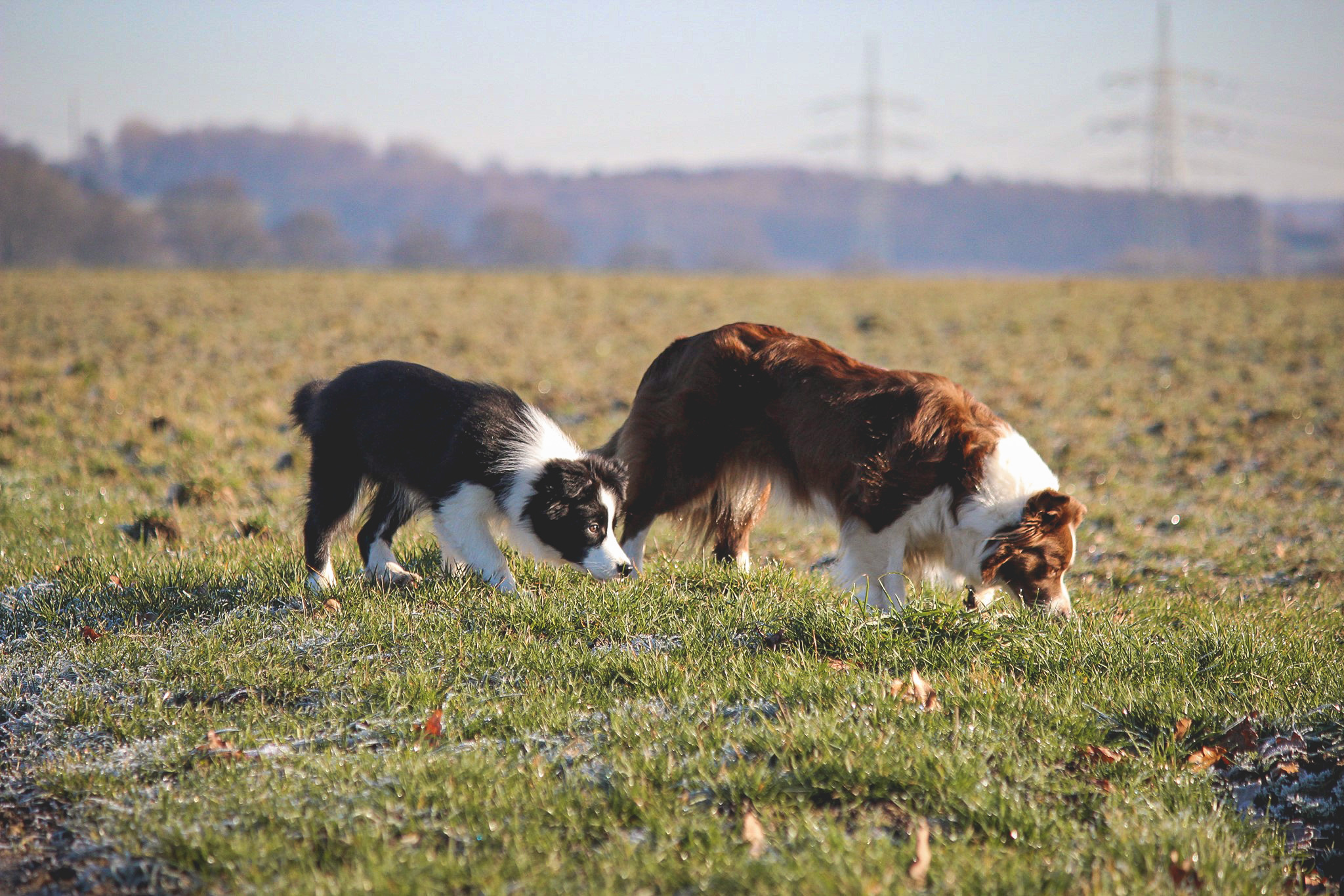 Border Collies