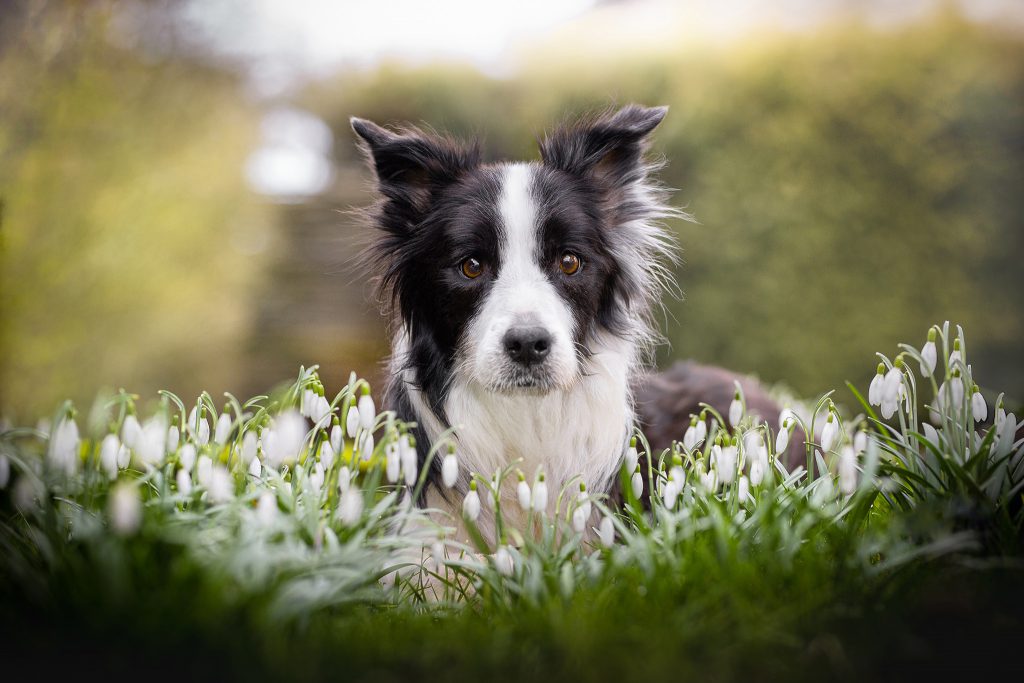 Border Collie Hündin Ida