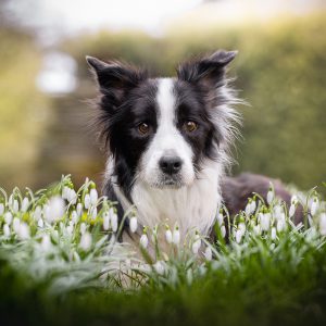 Border Collie Hündin Ida