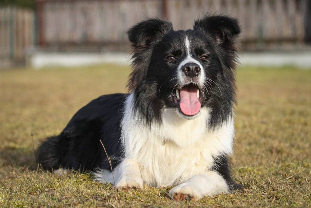 Border Collie