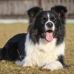 Border Collie