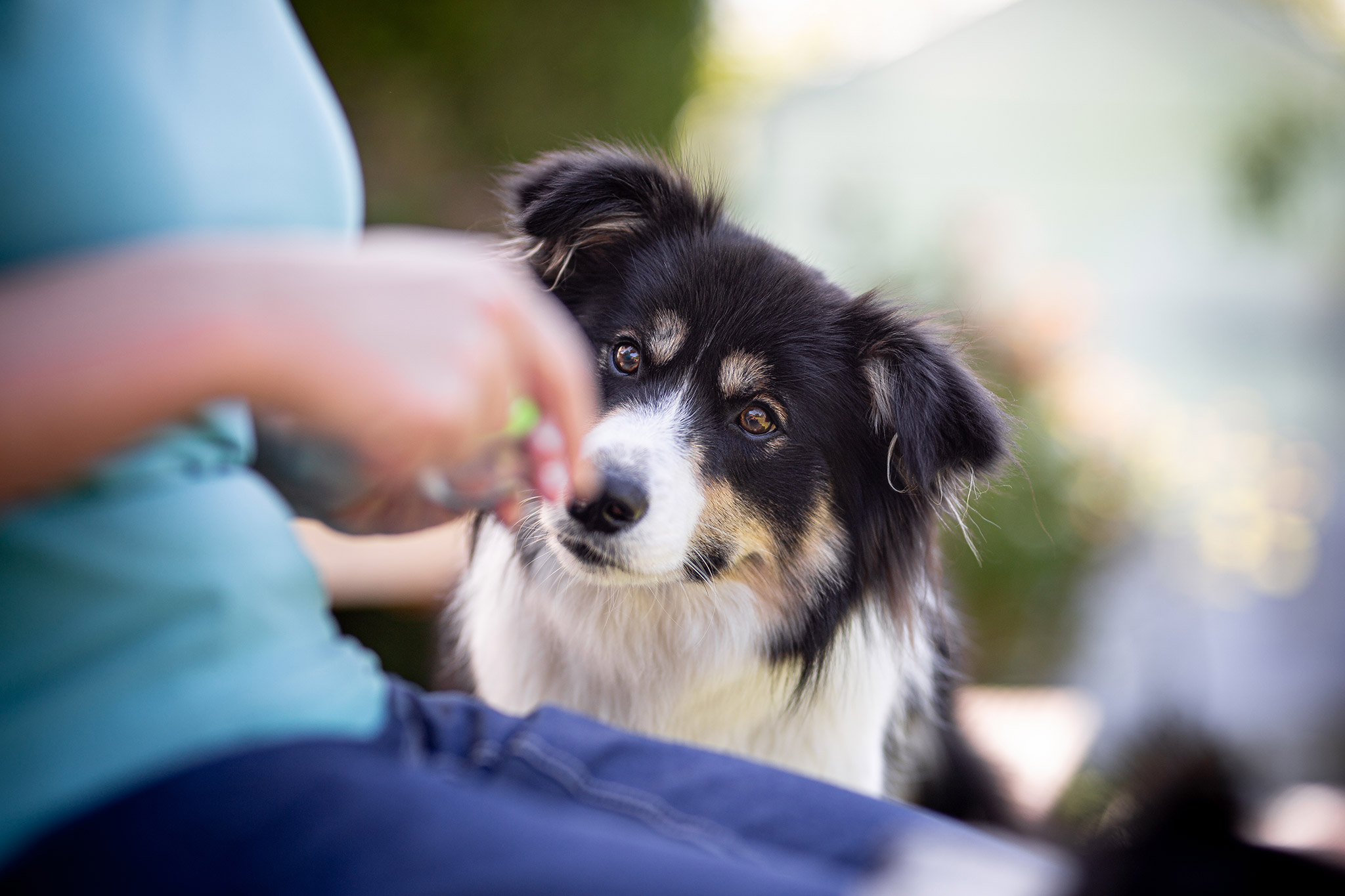 Border Collie in black/white tan