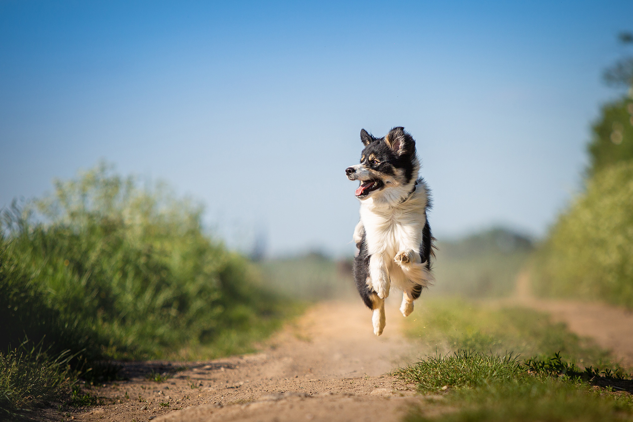 Border Collie in black/white tan