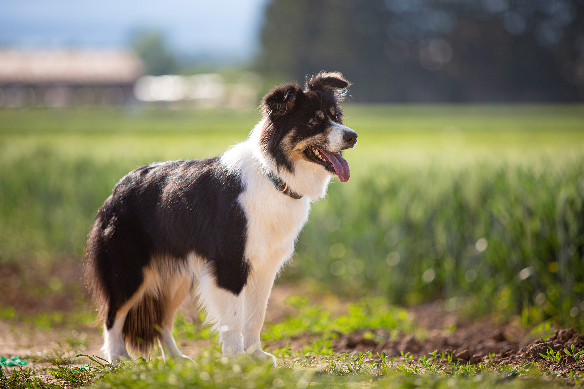 Border Collie in black/white tan