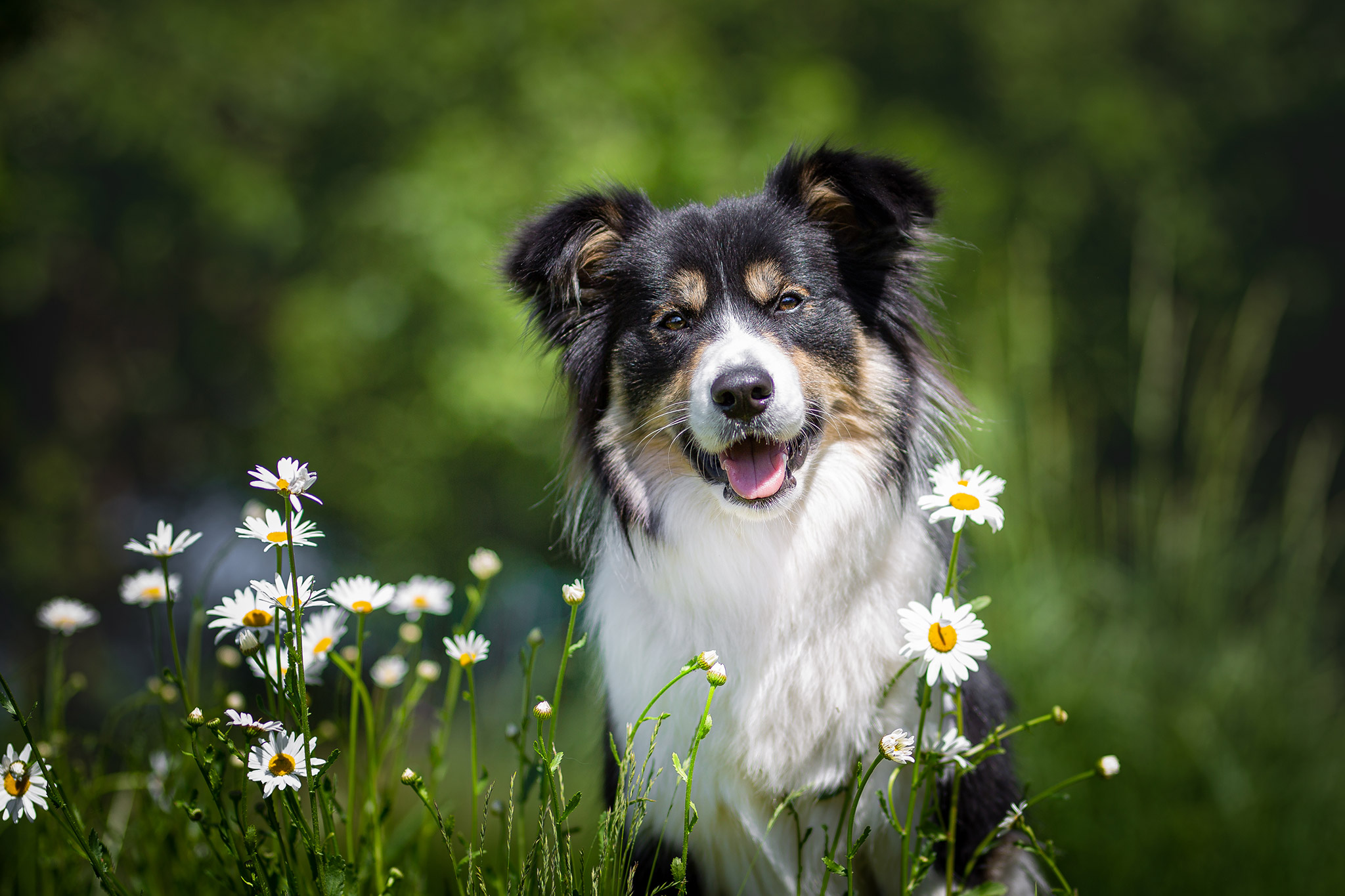 Border Collie Hündin in black/white tan