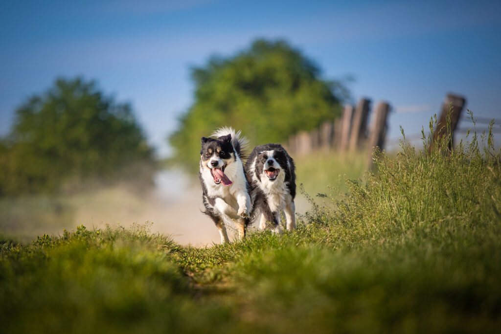 Zwei Border Collie Hündinnen rennen auf einem Feldweg