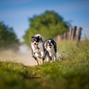 Zwei Border Collie Hündinnen rennen auf einem Feldweg