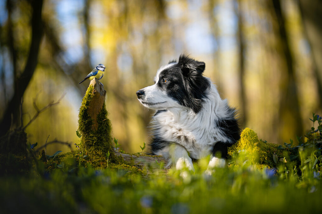 Border Collie betrachtet eine Blaumeise